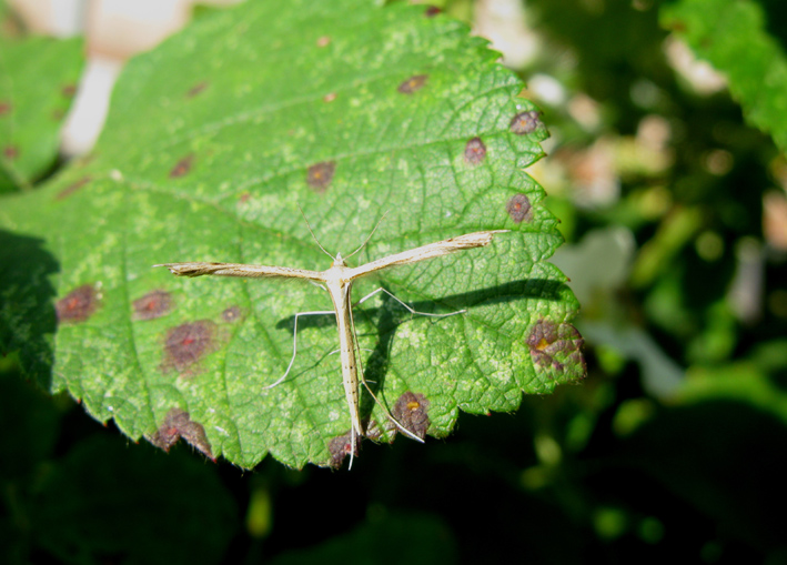 farfalle da identificare